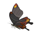 Smotherwing Butterfly icon from Hyrule Warriors: Age of Calamity