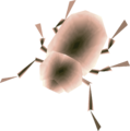 Female Beetle