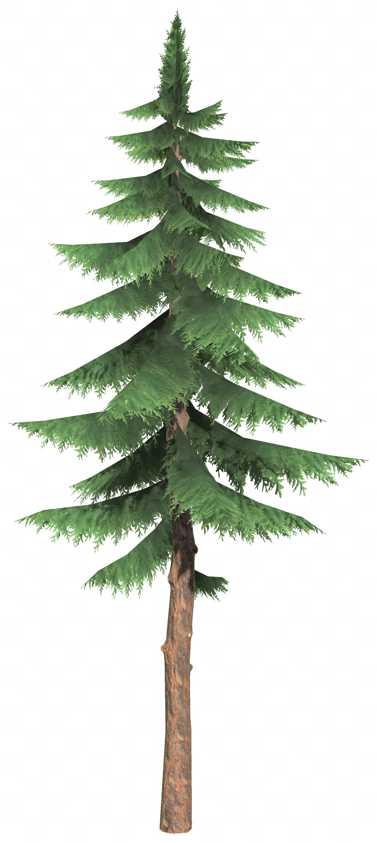 Cedar Tree - Zelda Wiki