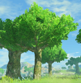 A Tree from Hyrule Warriors: Age of Calamity
