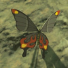 Smotherwing Butterfly