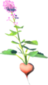Hearty Radish