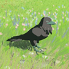 040 Mountain Crow