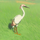 Pink Heron Normal: 043 (043) Master: 043 (043)