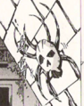 A Skulltula from Ocarina of Time (Himekawa)