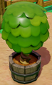 Decorative Shrub