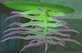 An alternate Lotus Leaf Root from Skyward Sword HD