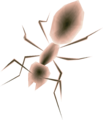 A female Golden Ant