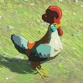 Image d'une cocotte dans l'Encyclopédie d'Hyrule de Breath of the Wild.