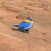 032/032 Moineau bleu vague