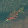 053/053 Truite piment