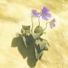 192(195)/200 Violettes tempo