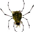Skulltula d'Or