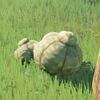 175(178)/183 Grosse truffe max