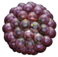 Glob'Œil dans Majora's Mask.