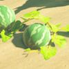 168(169)/174 Melon glagla