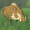 010/010 Sanglier sylvestre