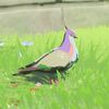036/036 Pigeon commun