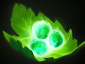 Dota 2 tango.png